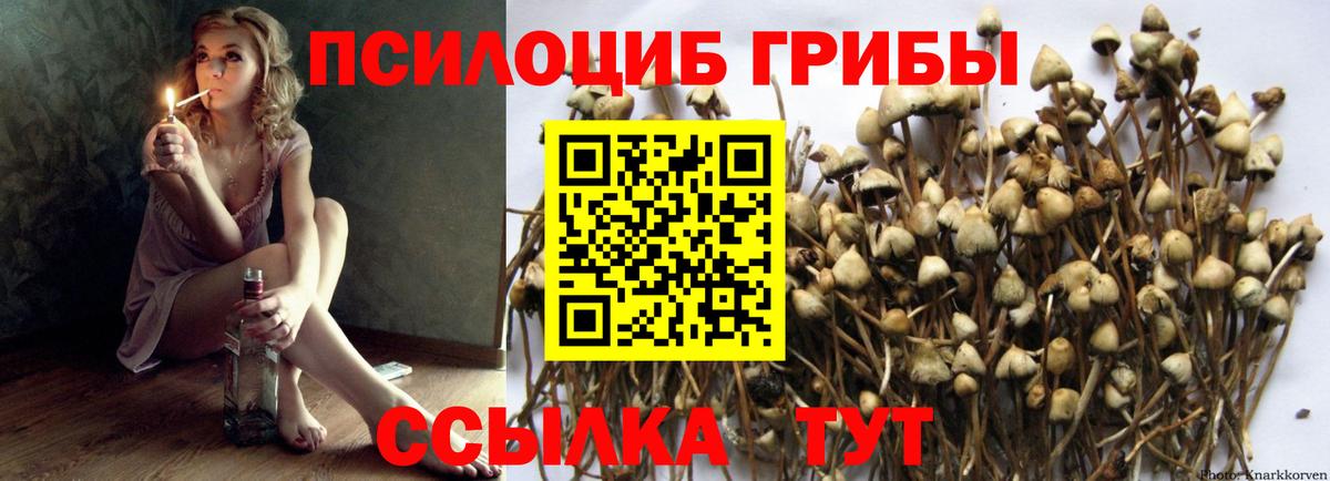 Псилоцибиновые грибы Cubensis Усолье-Сибирское
